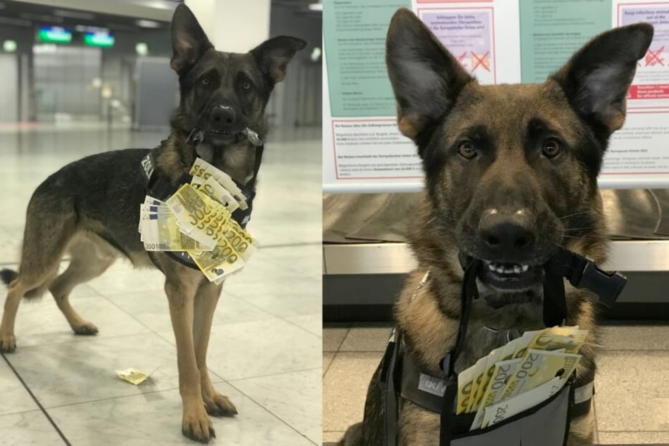 Spürhund Luke (3) legte einen guten Einstand beim Düsseldorfer Zoll hin.