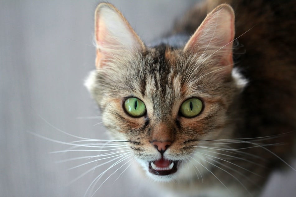 Cat owners should pay attention if their cat starts to meow in weird or unusual ways.