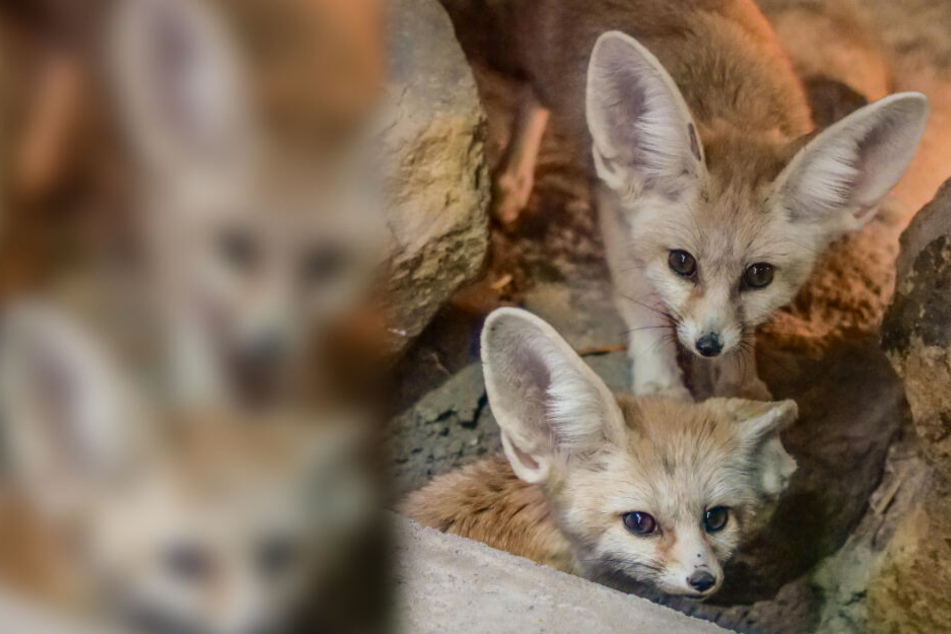 Zwei Fenneks wohnen nun im Giraffenhaus der Wilhelma.