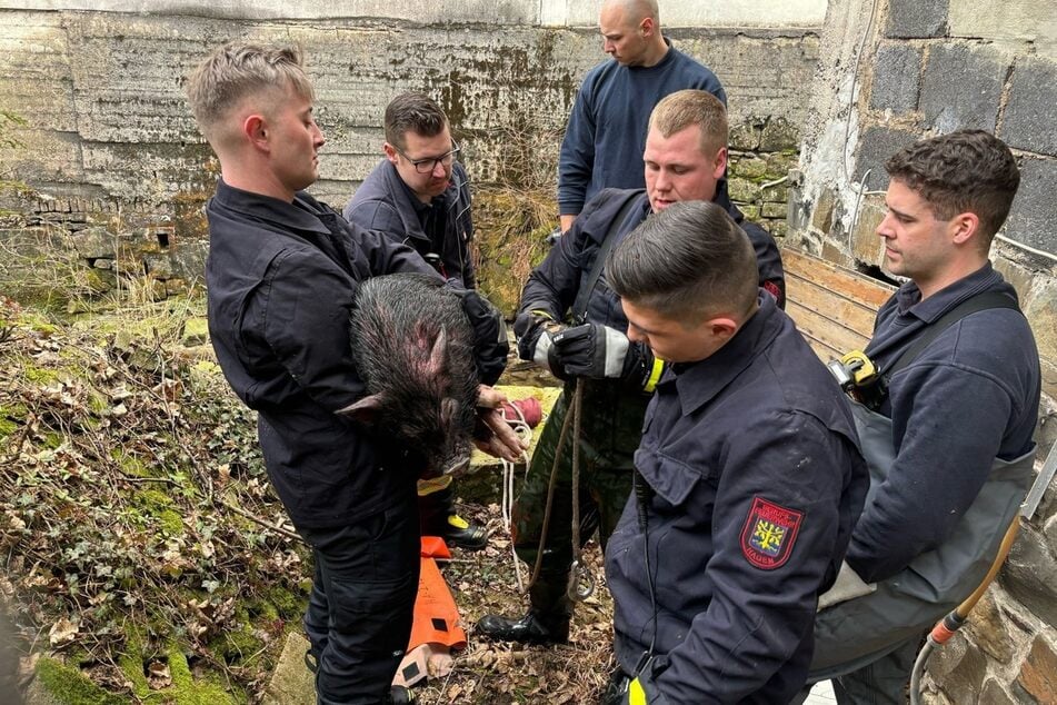 Das Schwein war auf der Flucht vor einem Hund in den Bach gesprungen und konnte sich nicht mehr selbst aus seiner Notlage befreien.