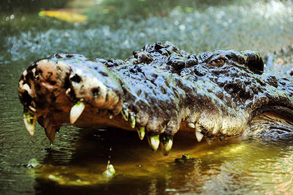 Gefährliche Krokodile sind in Australien weit verbreitet.