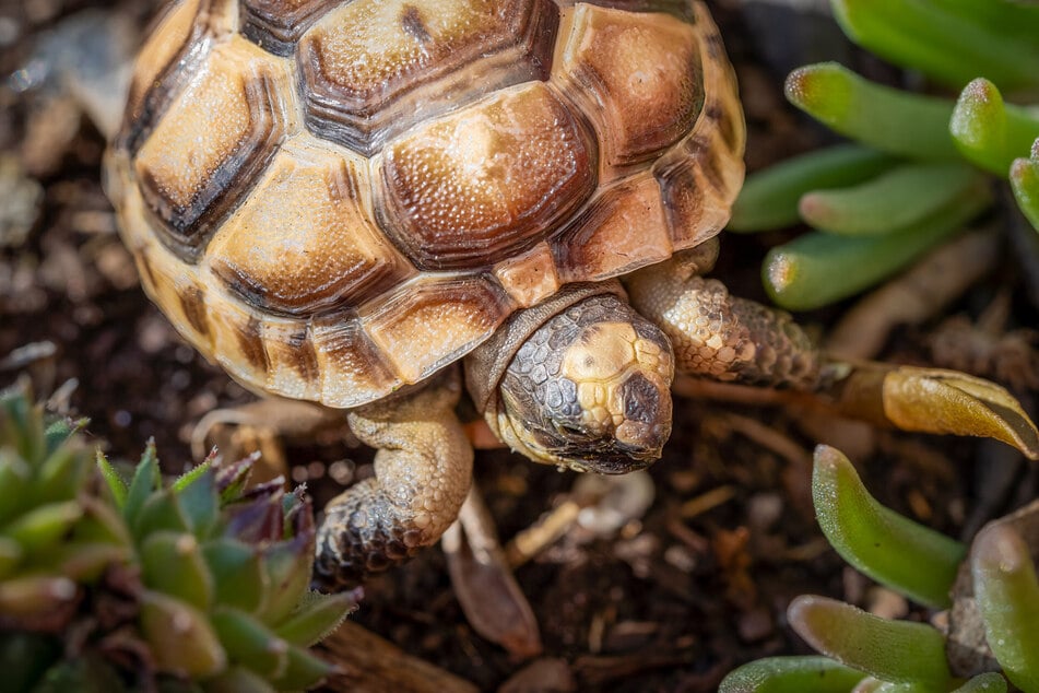 Schildkröten dürfen nur wenige Sukkulenten wirklich fressen.