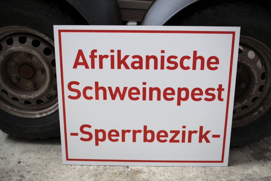 Vom Menschen geht die größte Übertragungsgefahr bei der Schweinepest aus. (Symbolbild)