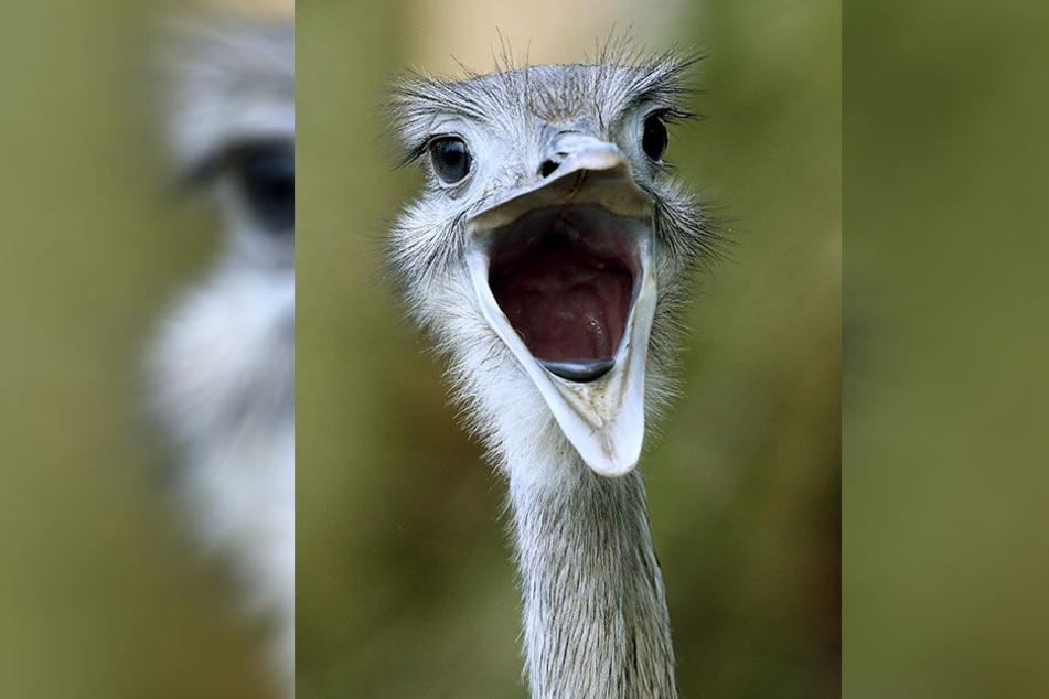Neue Nandus: Die Laufvögel aus Südamerika beziehen im Freiberger Tierpark Quartier.