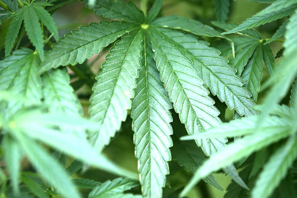 Eine Cannabis-Plantage in den eigenen vier Wänden hatte sich der Sachse zugelegt.