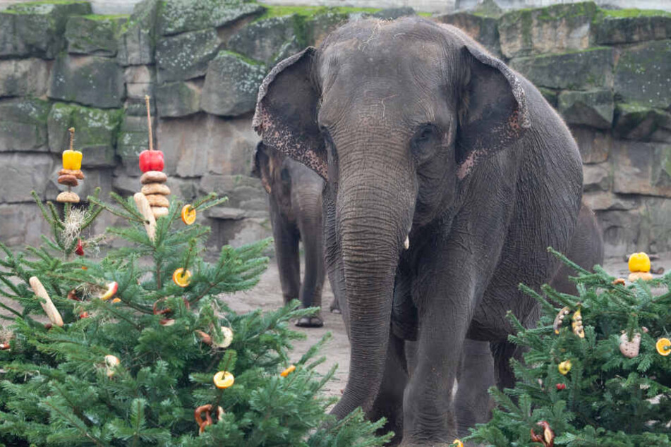 Was für Benjamin Blümchen die Zuckerstückchen, sind für die Elefanten im Berliner Zoo die Weihnachtsbäume. Sie gelten als Delikatesse bei den Dickhäutern. Doch sie freuen sich auch über Zuckerrohre.