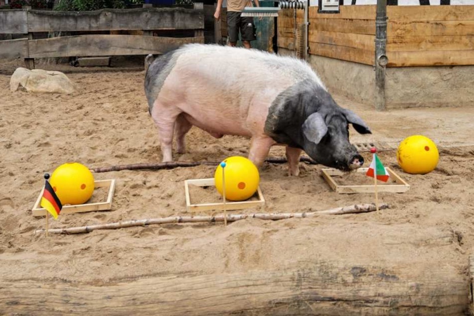 Orakel im Kölner Zoo: Schwein Harry hatte den richtigen Riecher.