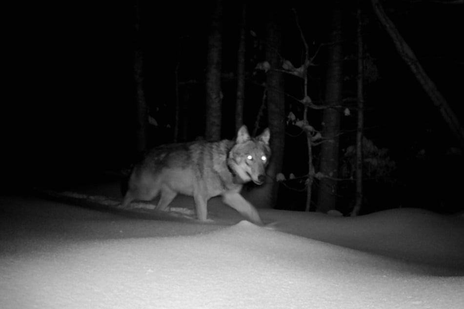 Eine junge Wölfin streift durch den Nationalpark Bayerischer Wald.