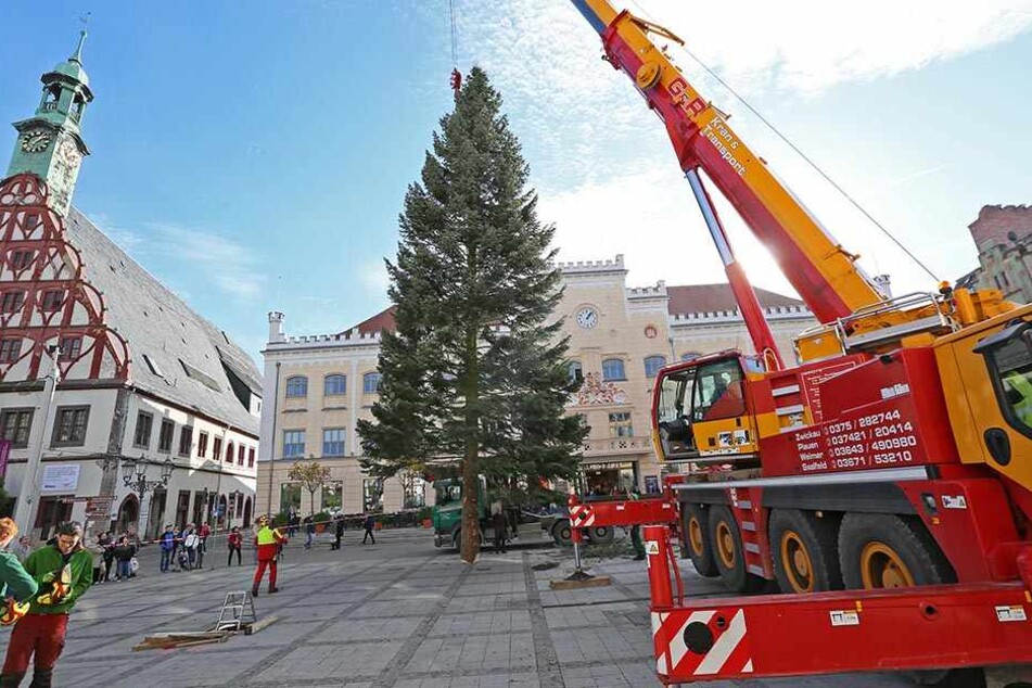 2016 hatte Zwickau sogar den größten Baum Sachsens - mit stolzen 25 Metern.