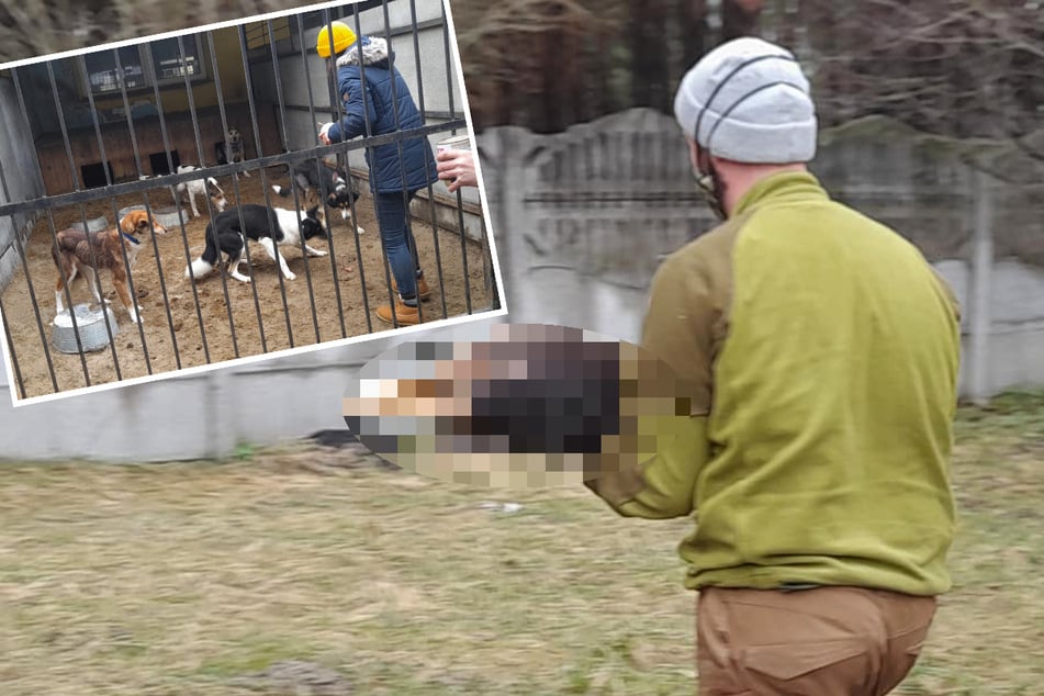 Verantwortliche flüchteten ohne sie: Nur 200 Hunde überlebten Tierheim-Hölle bei Kiew