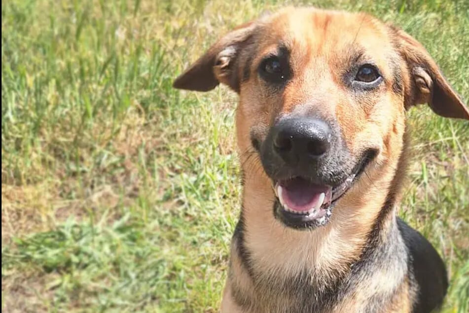 Dackel und Schäferhund sind seine Eltern: Das zeichnet Timon aus