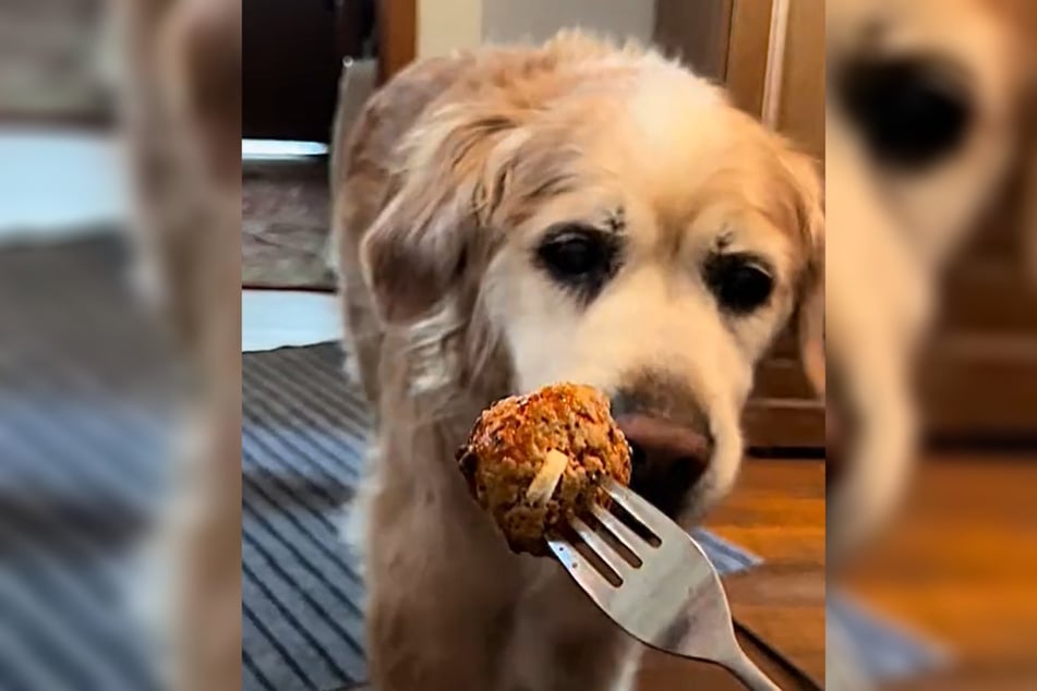 The 16-year-old Golden Retriever "Happy" has arthritis, but as soon as he is given treats, he becomes very agile.