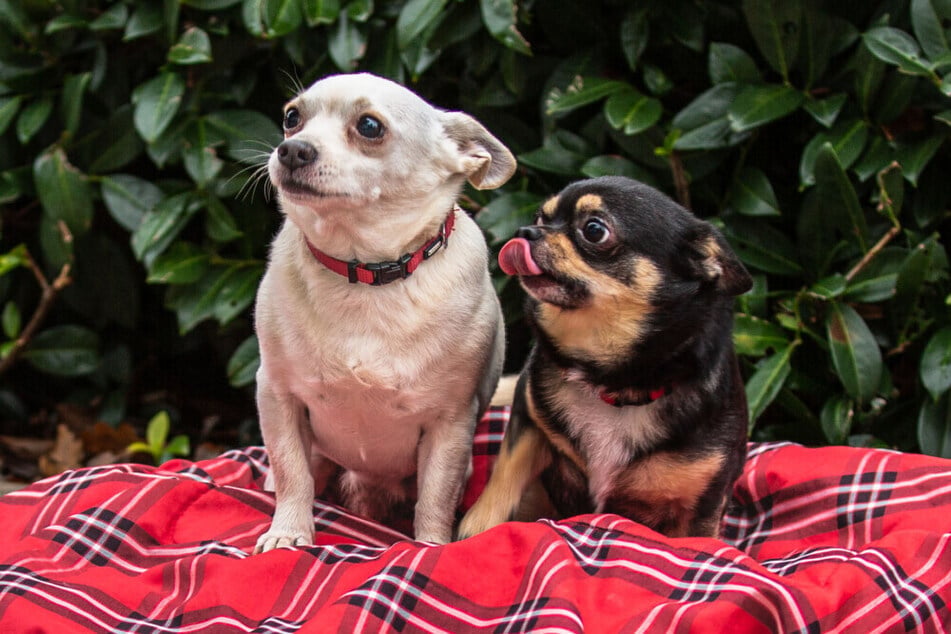 Füri (9, l.) und Dobby Chi (5) suchen ein gemeinsames Zuhause.
