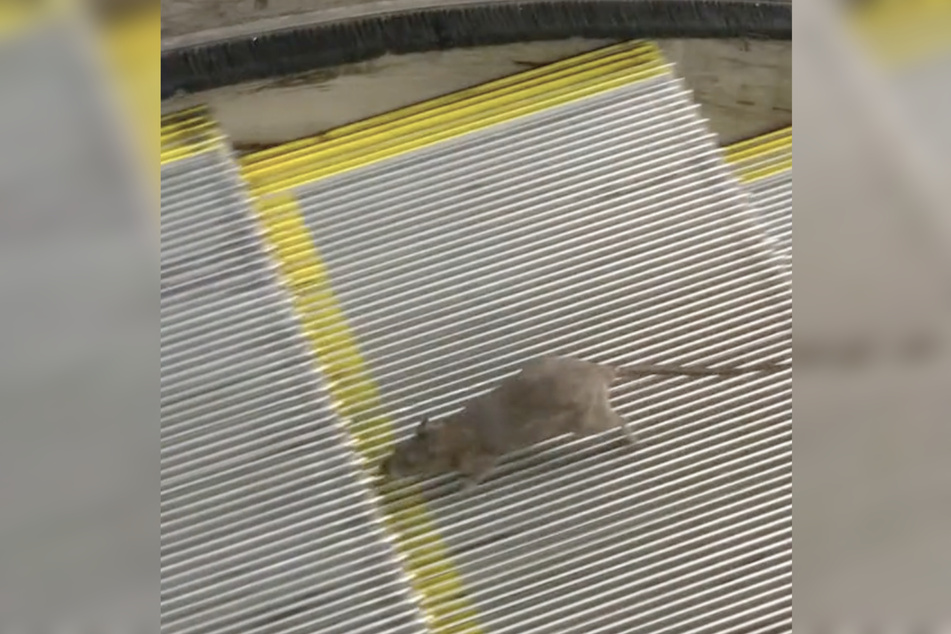 Geschafft! Nach unzähligen Versuchen schaffte es die Ratte, die Rolltreppe zu erklimmen.