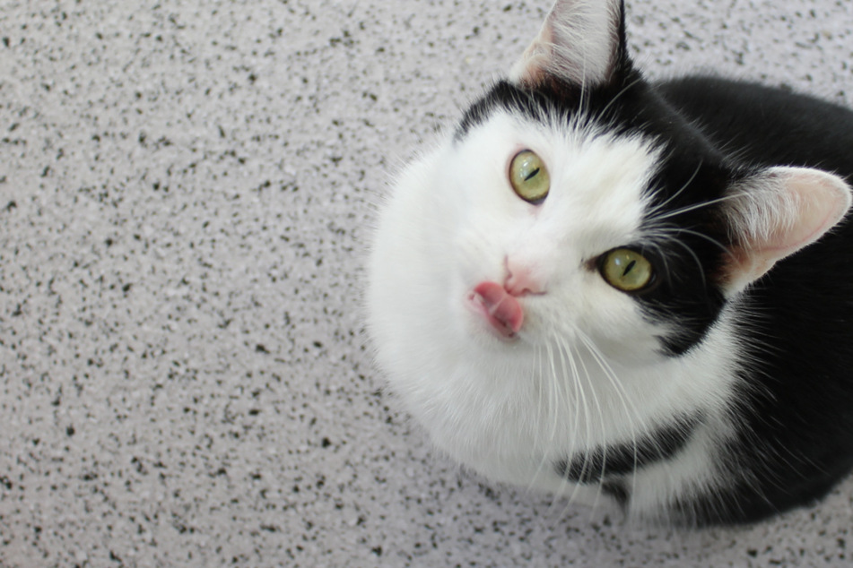Erst heimatlos, dann erneut ins Tierheim abgeschoben: Kater Kirk hat's nicht leicht