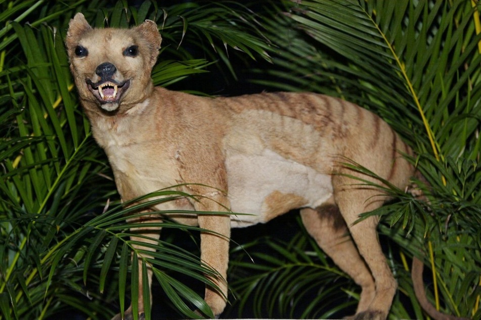 A stuffed Tasmanian tiger, declared extinct in 1936, shows how the dog-like marsupials looked.