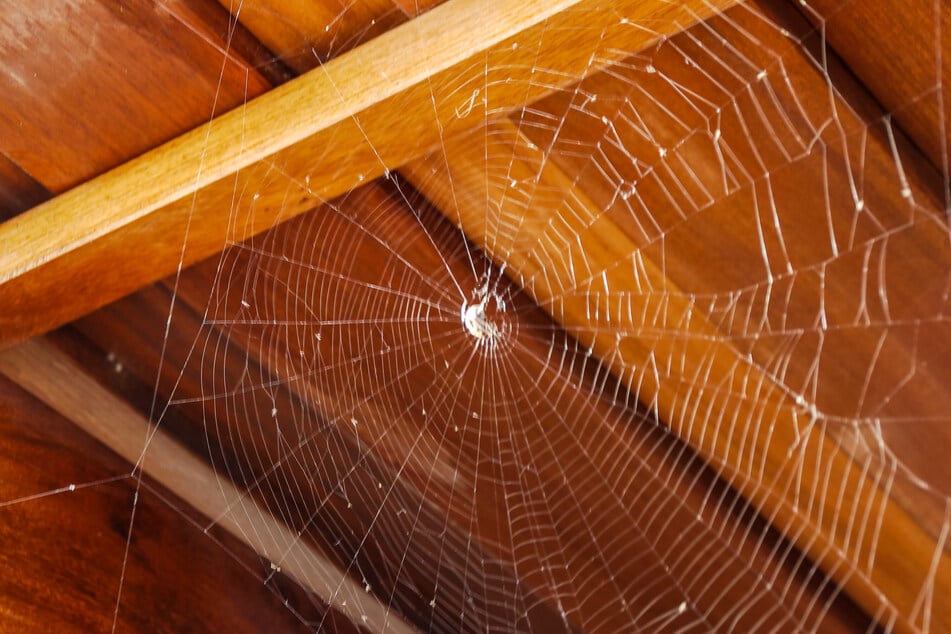 Wenn das Raumklima stimmt, bauen Spinnen ihre Netze gerne in Wohnungen und Häusern. Um Menschen machen sie in der Regel einen Bogen.