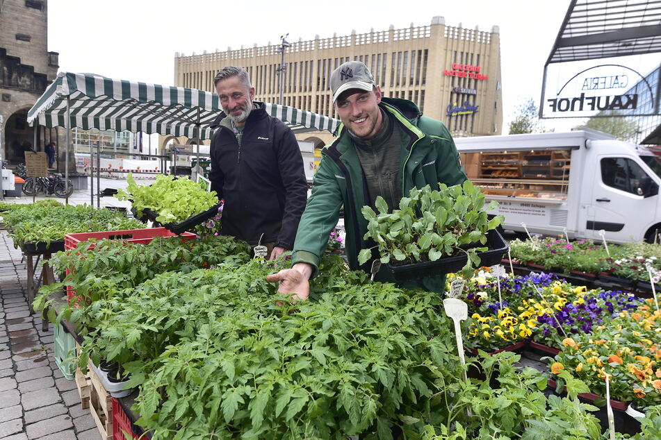 Viktor (29) und Olaf Pause (57) von der Gärtnerei Pause an ihem Stand auf dem Wochenmarkt. Sie müssen die empfindliche Tomatenpflanzen mit Flies vor der Kälte schützen.