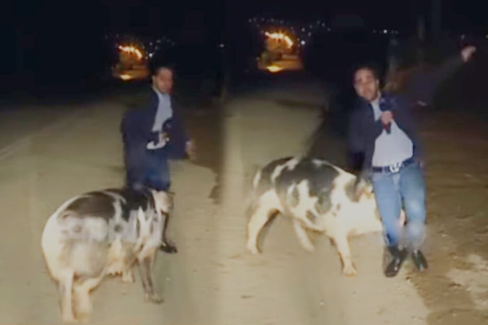 Das Schwein griff den Reporter von allen Seiten an.