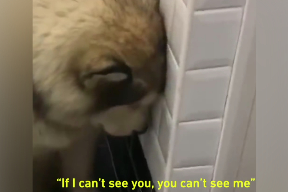 Hilarious fluffy malamute will do anything to avoid bath time