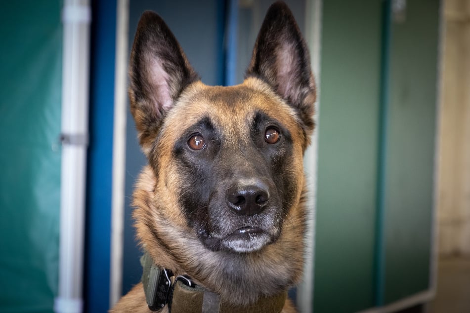 Donnie ist ein Spürhund der Bundeswehr. Er erhielt bereits seine dritte Ausbildung - nun ist er Corona-Spürhund.