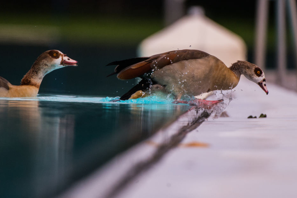Die Nilgänse im Brentanobad können bis auf weiteres weiter planschen.