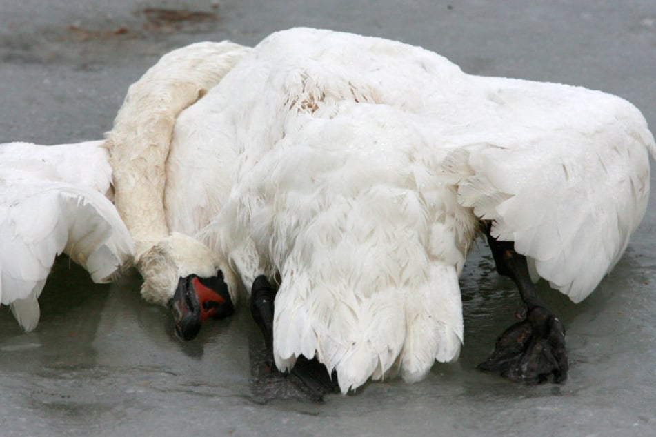 Ein toter Schwan auf der Insel Rügen. (Archivbild.)