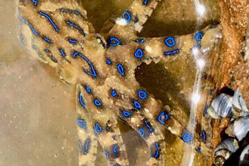 Diesen Blauring-Oktopus fischte die Schülerin aus dem Meer in Sydney.