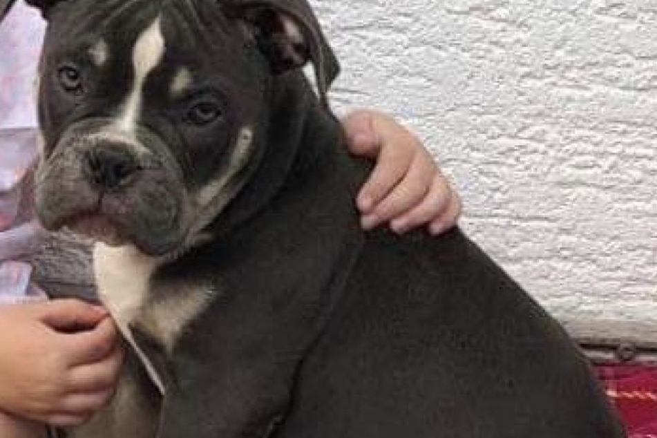 Wer hat diesen süßen Hund gesehen?