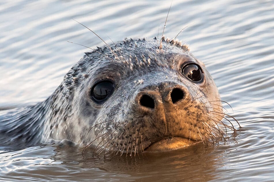 Allein im Oktober sind bereits 28 Kegelrobben aus bislang ungeklärter Ursache in der Ostsee verendet.