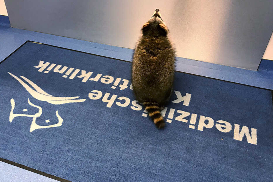 Jacky dürfte weltweit der erste Waschbär mit Herzschrittmacher sein.