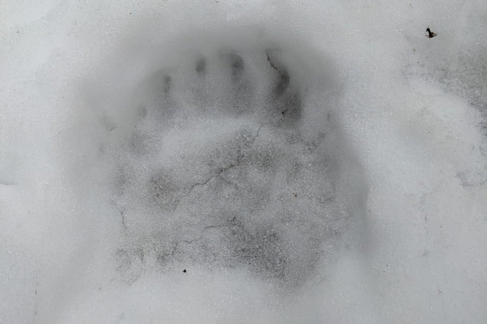 Gespür für Schnee: In Bayern sind Hinweise auf Braunbären im Grenzgebiet zu Österreich entdeckt worden.