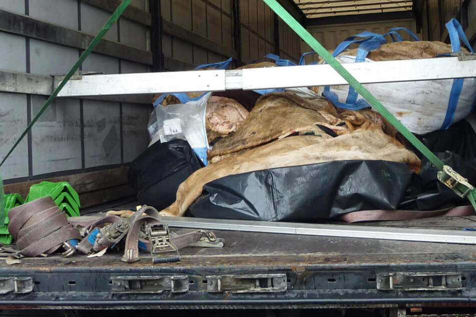 Das Foto zeigt die Tierhäute im Laderaum des Sattelzuges.