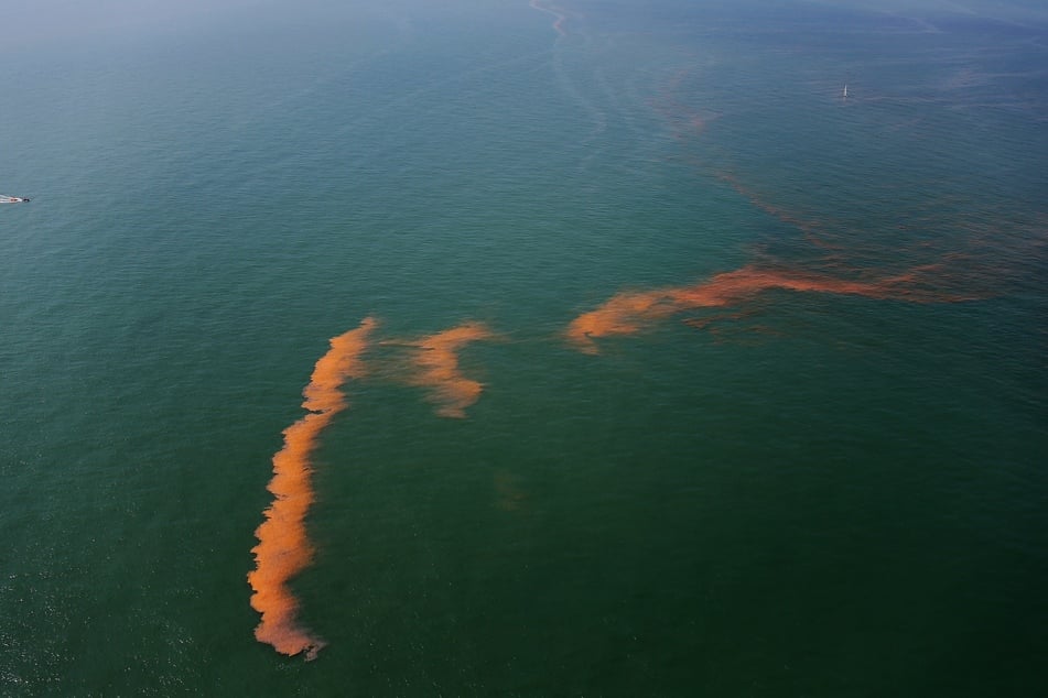 Red tide algae takes its name from the red color that appears when it blooms in large concentrations.