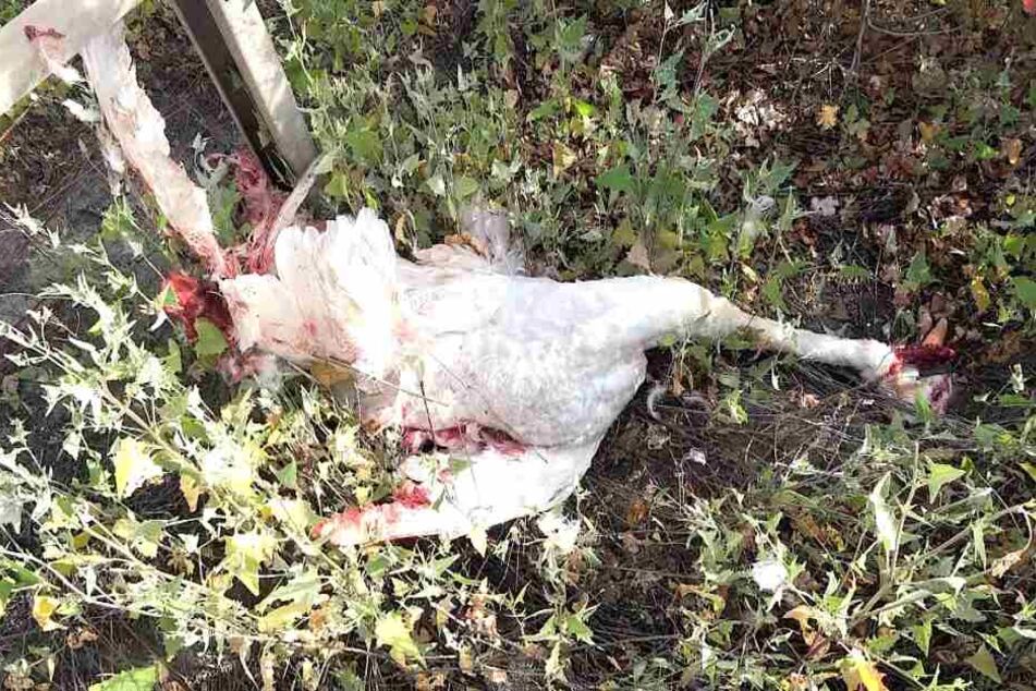 Der Schwanen-Papa überlebte den Unfall nicht und hinterlässt sechs Küken und seine Schwänin.