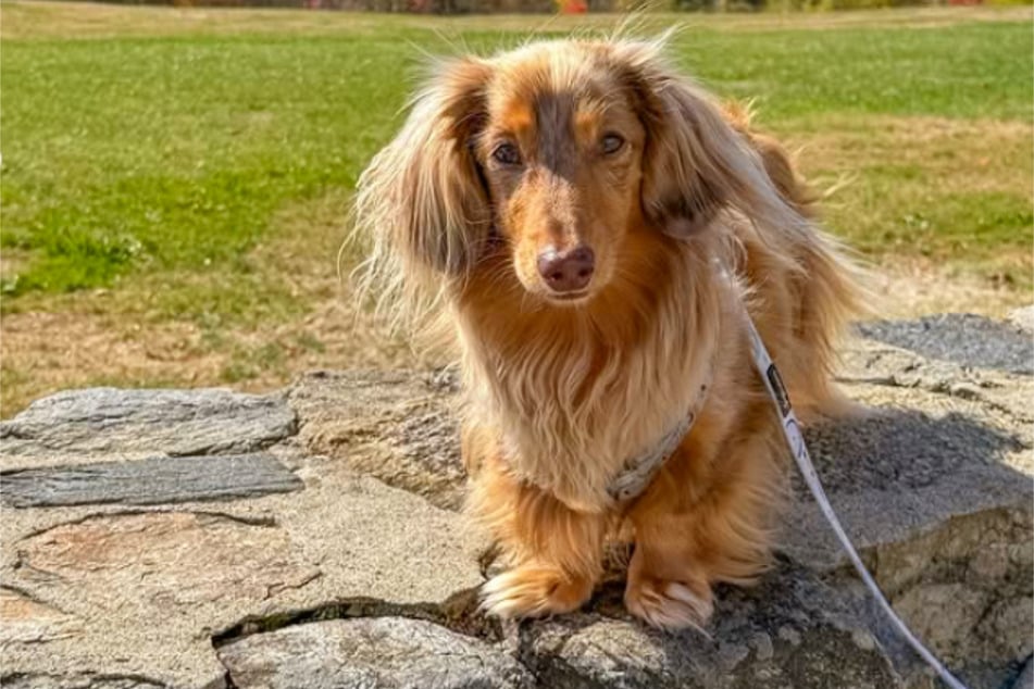 Zuckersüß: Roswell, wenn er nicht gerade beleidigt in der Badewanne hockt.