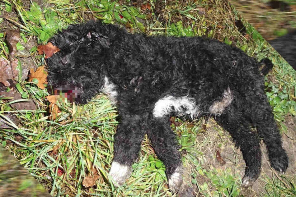 Hund brutal ermordet, weil er bellte! Mann tritt Welpen zu Tode