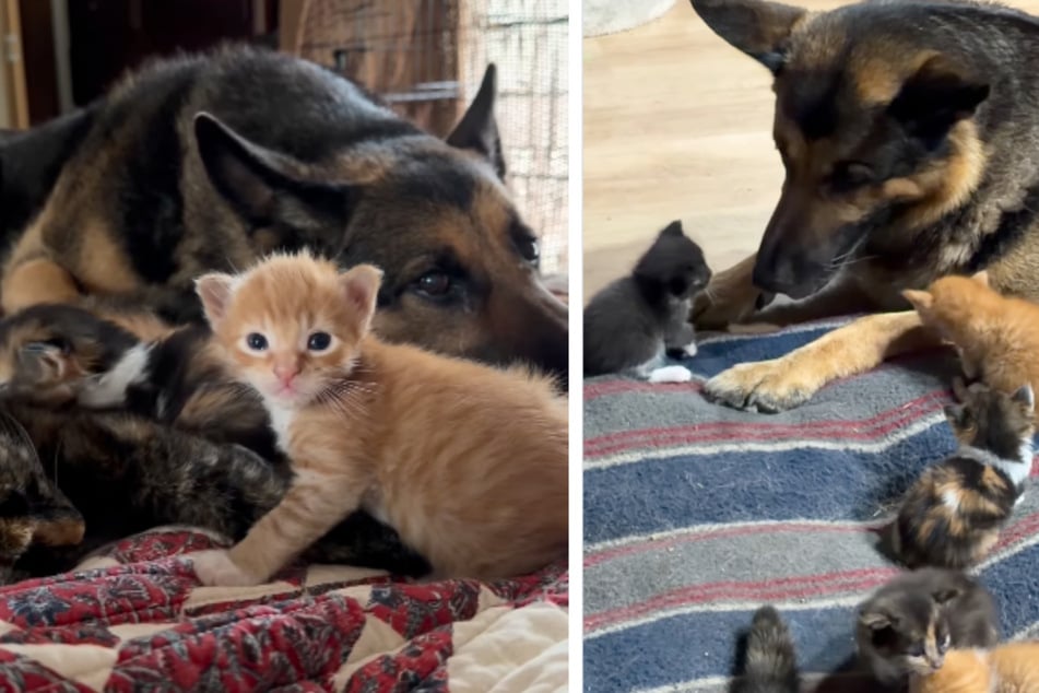 Ein Jahr später durfte sich der Vierbeiner erneut als liebender Onkel beweisen, als eine der Katzen Babys bekam.