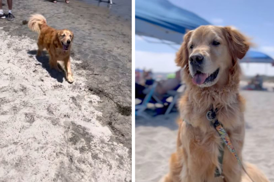 Hunde-Besitzer vergessen Sonnenschirm, doch ihr frecher Golden Retriever weiß sich selbst zu helfen