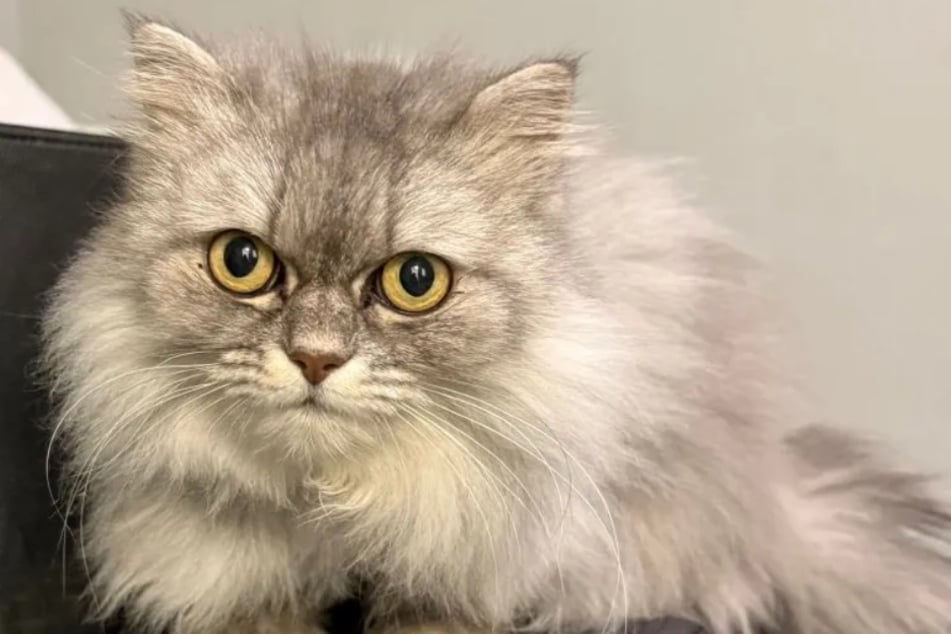 Perserkatze Cherie kam ins Tierheim Bergheim, weil ihre Besitzerin sich nicht mehr um die Mieze kümmern konnte.