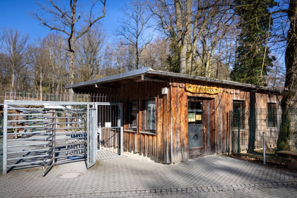 Den süßen Nachwuchs könnt Ihr im Tierpark Chemnitz besuchen.