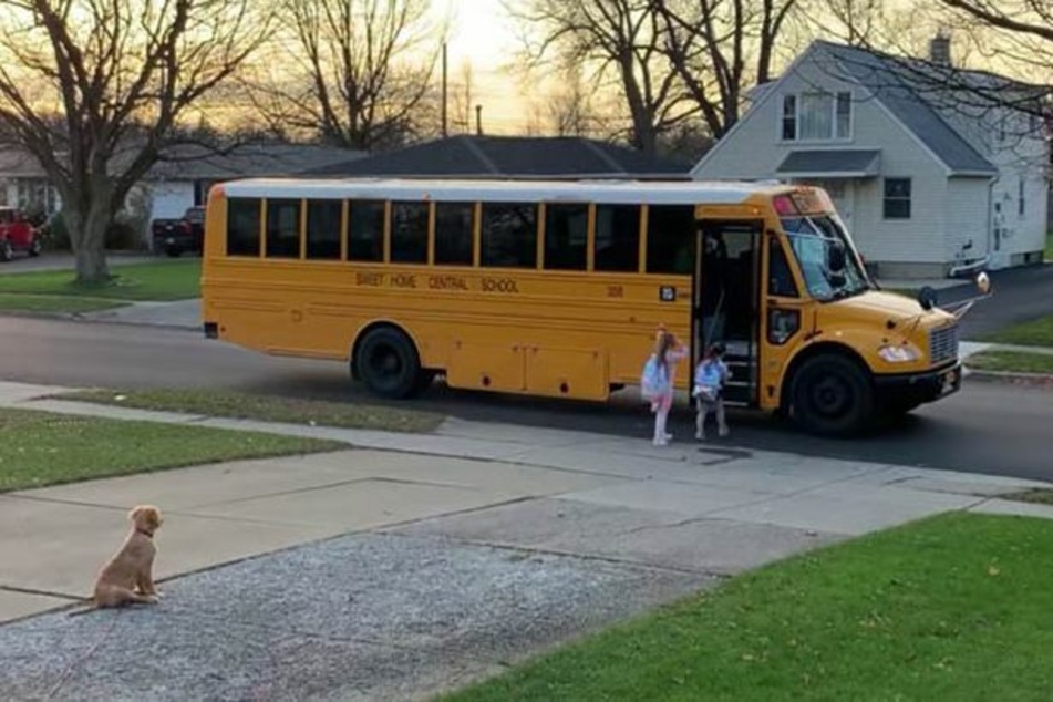 Golden Retriever Bentley brings "his" children to the bus each morning.