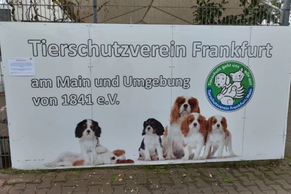 Im Frankfurter Tierheim soll möglichst ein kinderloser Halter für Henry gefunden werden.