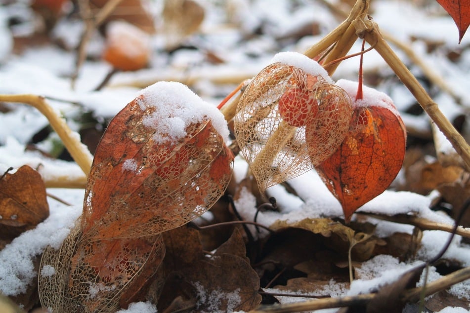 Im Winter reifen die Früchte der Physalis nicht weiter.