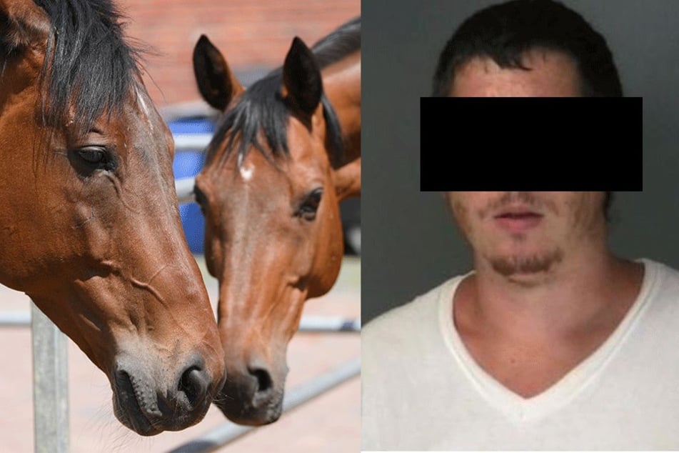 Steven E. ist ein Kriegsveteran, der vor vier Jahren seinen Hund vergewaltigte und mit einem Baseballschläger erschlug (Pferde links: Symbolbild).