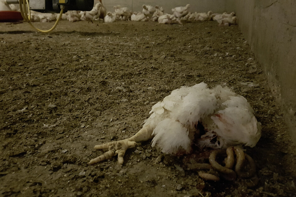 Schwere Vorwürfe von Tierquälerei: Ermittlungen gegen Hähnchenmastbetrieb