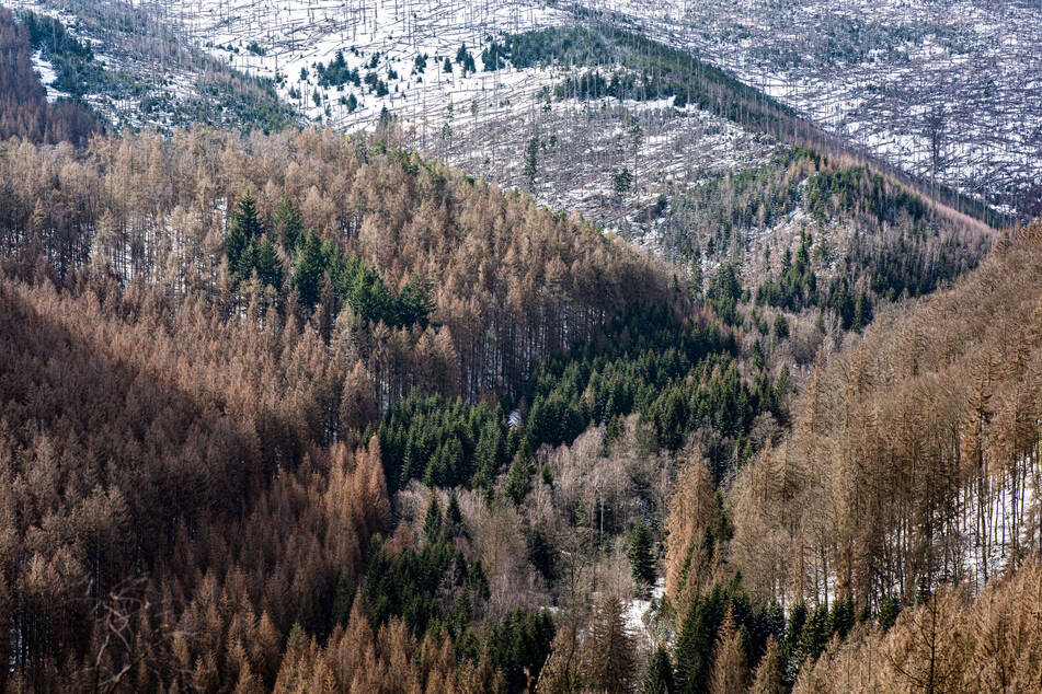 Im Jahr 2022 wurden mehr als 500.000 neue Bäume im Nationalpark Harz gepflanzt.