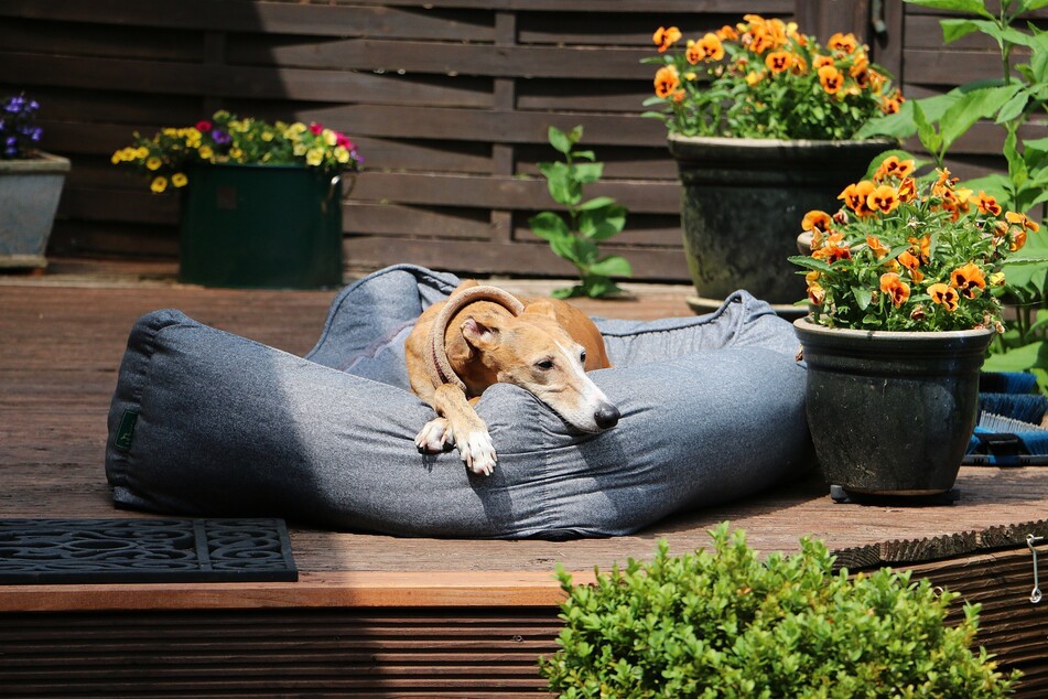 Mit dem richtigen Outdoor-Liegeplatz machst Du Deine Terrasse oder Deinen Garten hundefreundlich.