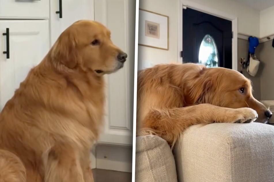 Golden Retriever wirkt todbetrübt: Die Erklärung seines Frauchens lässt Herzen schmelzen