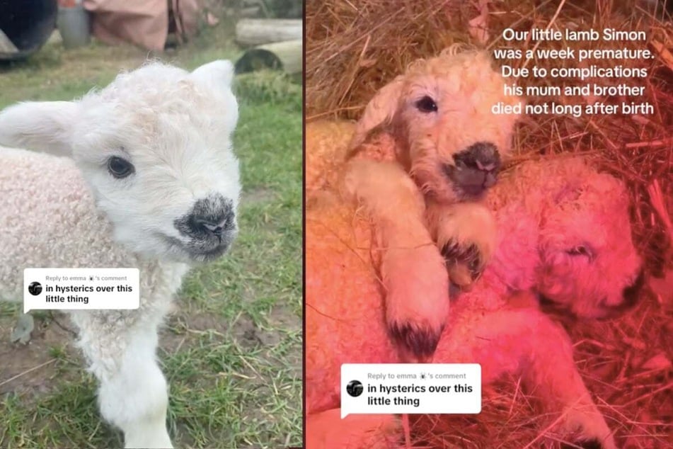 Orphaned baby lamb is all alone in the world – then this sweet dog comes along